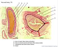 01_Artery & vein_labels.JPG